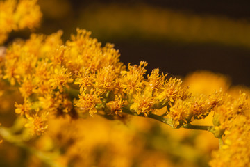 Little yellow wild flower with bokeh