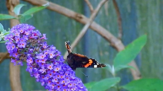 Red admiral butterfly on purple buddleia Butterfly bush in British garden. Feeding in sunlight close up.