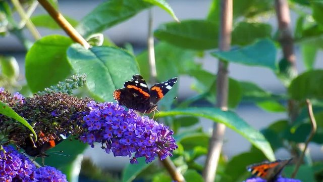 Red admiral butterfly on purple buddleia Butterfly bush in British garden. Feeding in sunlight close up.