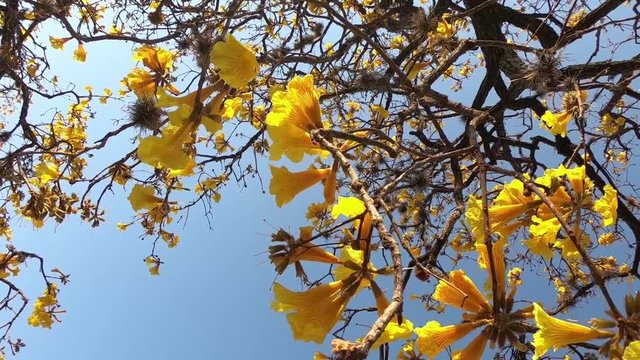 beautiful Brazilian Yellow Ipe tree flowers (Golden trumpet) with blue sky - Handroanthus chrysotrichus plant