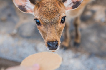 Baby spotted deer being fed a cracker, Nara Park, Japan