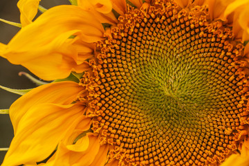 Yellow blooming sunflower macro with petals