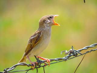 sparrow on a branch