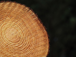 Wood Pine Log