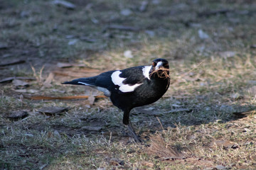 Magpie with nest materials