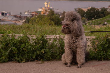 Grey grown poodle on a walk