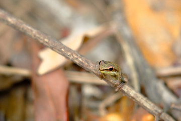 Obraz premium Tropical frog taken in freedom