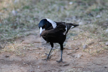 Magpie with nest materials