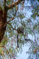 cat lemur sitting on a tree branch