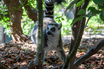 a ring-tailed lemur looks around