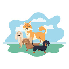 set of adorable dogs on white background