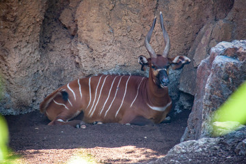 Fototapeta na wymiar striped antelope with large horns