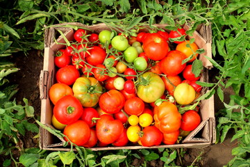 Tomatoes are different in shape and shade on a wooden surface.