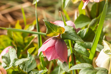 red pink flower in the garden, botany nature background
