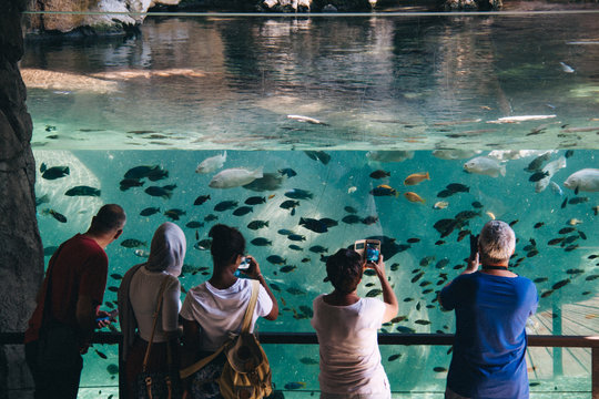 tourists take pictures on telfon fish in the aquarium