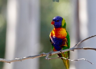 rainbow lorikeet on a branch