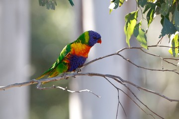bird on a branch