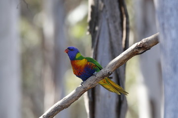 colorful bird on a branch