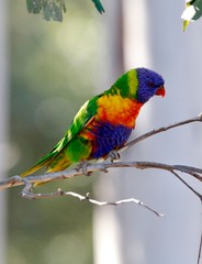 rainbow lorikeet on branch