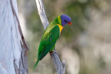 rainbow lorikeet in tree