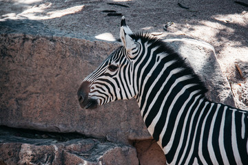 portrait of striped Zebra in the wild