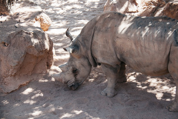 thick-skinned rhinoceros at the zoo in Valencia