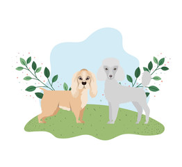cute and adorable dogs on white background