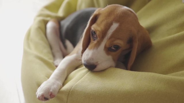 Close-up sweet beagle puppy resting in soft yellow chair biting sniffing looking around staying at home.