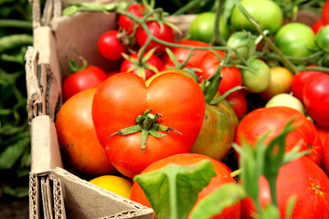 fresh tomatoes in a basket