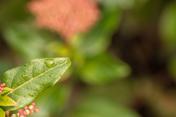 red pink flower in the garden, botany nature background