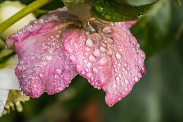 red pink flower in the garden, botany nature background