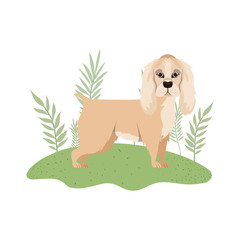 cute cocker spaniel ingles dog on white background