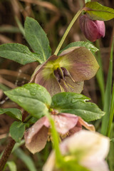 red pink flower in the garden, botany nature background