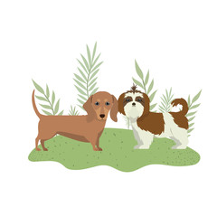 cute and adorable dogs on white background