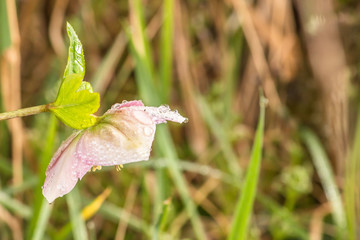 red pink flower in the garden, botany nature background