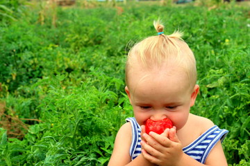 A red and ripe tomato is held in the hands of a little boy and bites him in a garden near tomato bushes, selective focus.