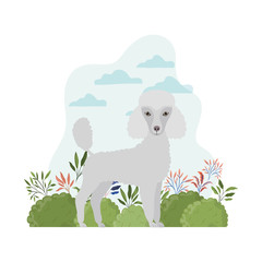 cute poodle dog on white background