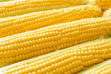 Ripe, sweet,  fresh corn on cobs, closeup. Summer healthy vegetables.