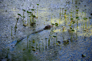 Alligator in Swamp