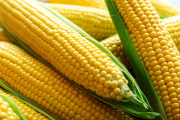 Ripe, sweet,  fresh corn on cobs, closeup. Summer healthy vegetables.
