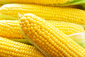 Ripe, sweet,  fresh corn on cobs, closeup. Summer healthy vegetables.