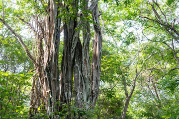 Naklejka premium el alcomun