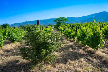 Fototapeta na wymiar The natural landscape of the Crimean vineyards.