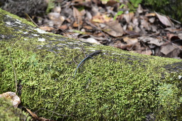Lizard on Mossy root