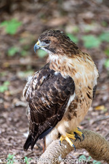 Hawk #2