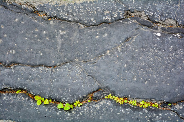 Obraz premium Green plants breaks through crack in asphalt. Sign of thirst, craving for life