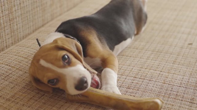 Amazing pet beagle puppy chewing on a rubber bone toy looking on camera enjoying afternoon time at home. Close-up view.