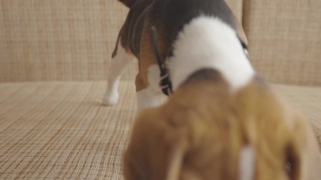 Beautiful little beagle dog lying on the coach then jumping on floor. Close-up playful young puppy with cute ears.