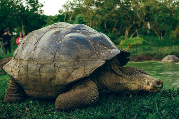 TORTUGA DE LAS ISLAS GALÁPAGOS