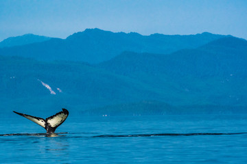 A humpback whale fluke seen against the Alaskan wilderness © John Yunker